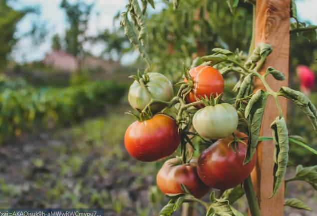 Al rescate del tomate en Uruguay, una fruta con muchos nutrientes y muchísimas variedades